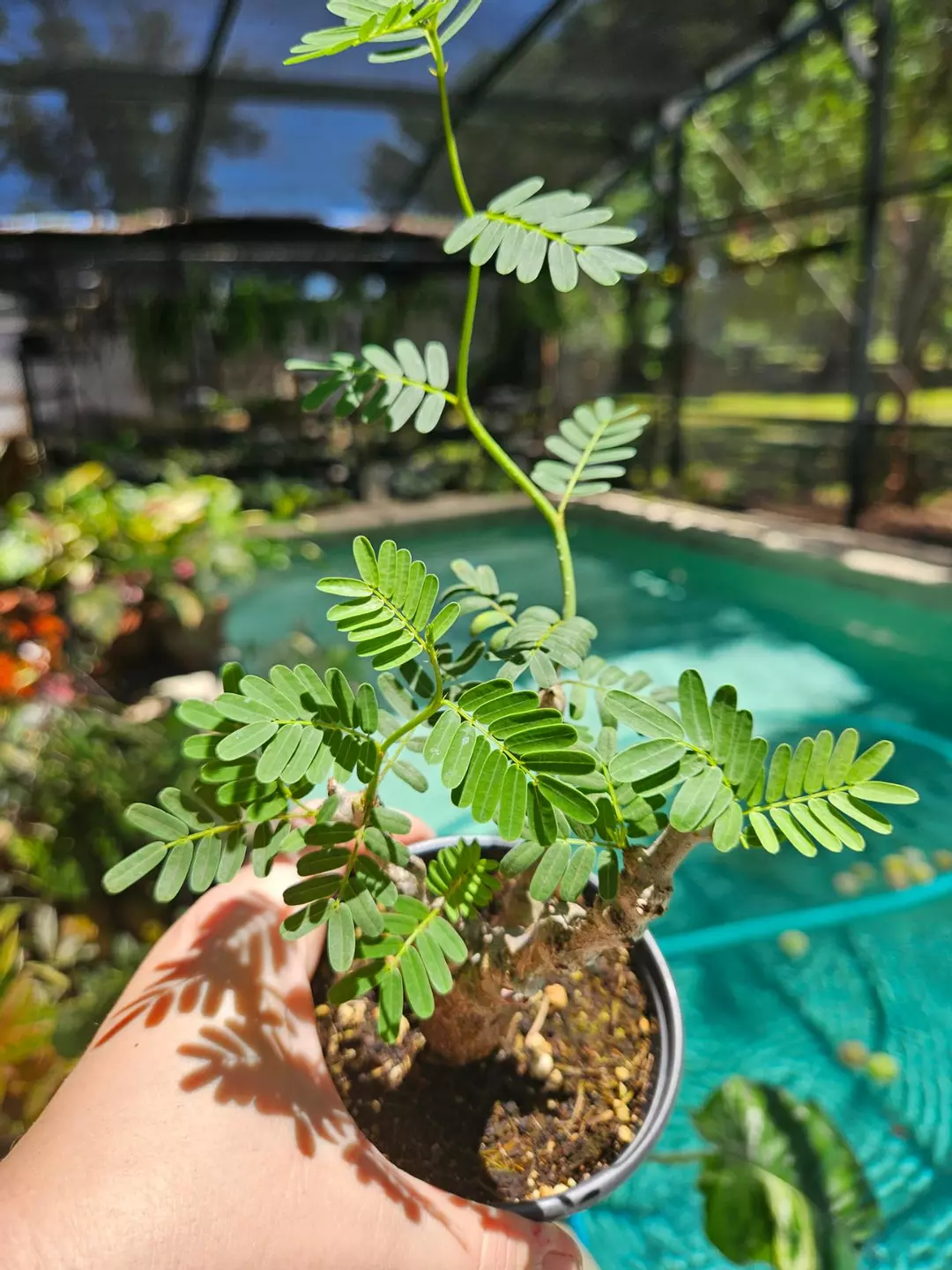 Senna bonsai caudex thumbnail