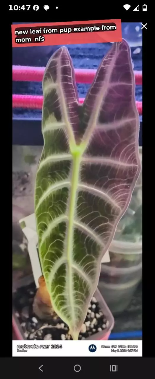 Super silver lightning watts corm thumbnail