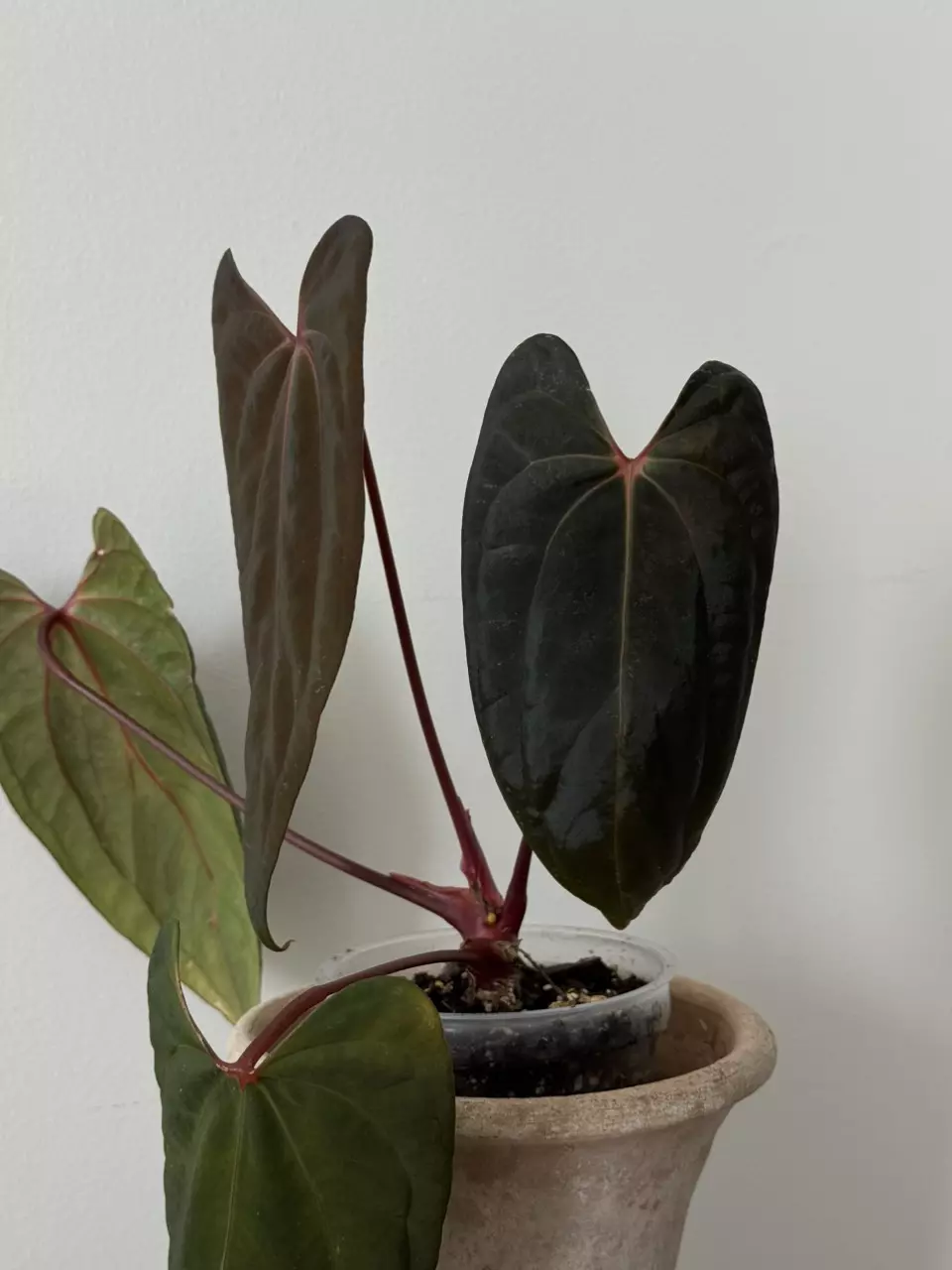 Anthurium papi fs x rvdp thumbnail