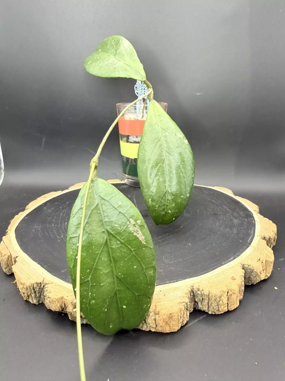 Hoya sp Phongsaly #386 thumbnail