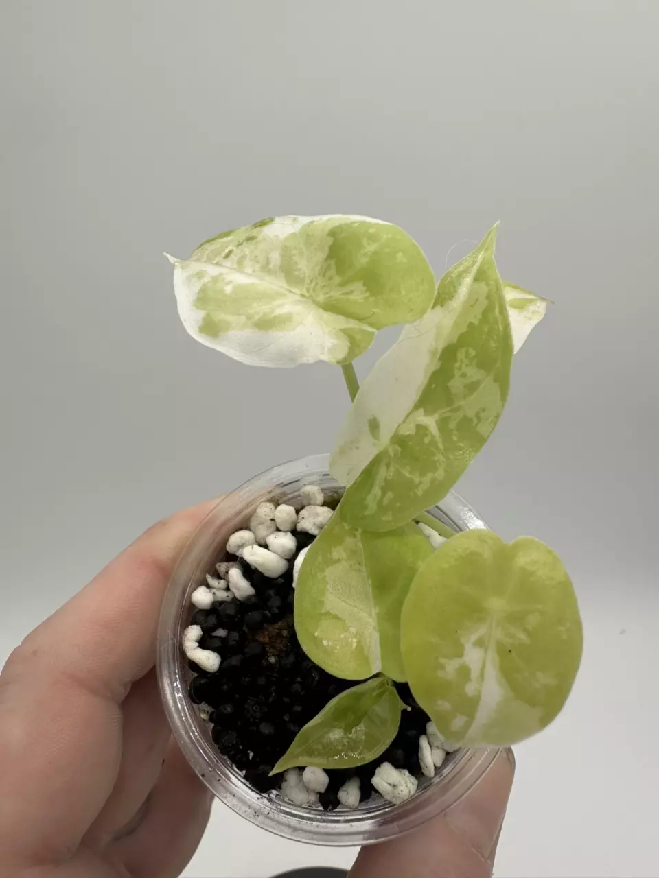Alocasia Acuminata Albo thumbnail