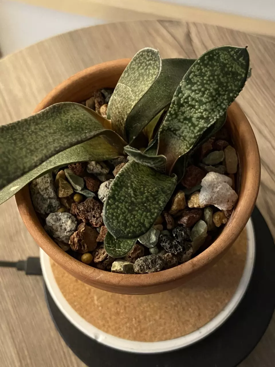 Mystery Gasteria No ID 3” Pot thumbnail