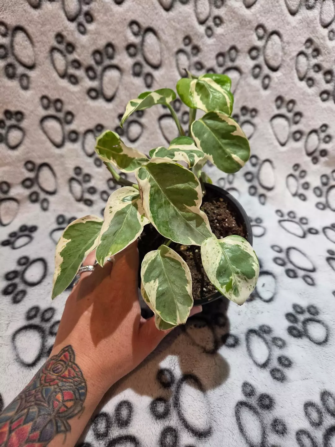 Njoy Pothos thumbnail
