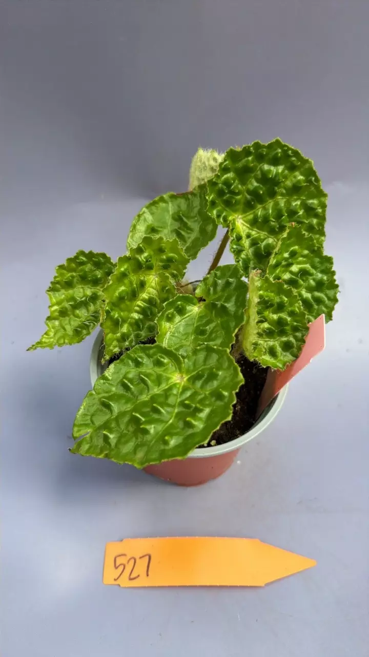Begonia Ferox Green Form - 527 thumbnail