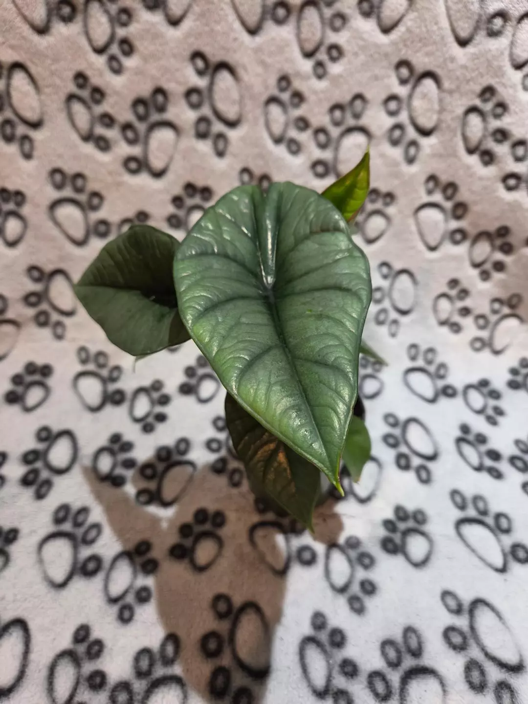 Alocasia Platinum thumbnail