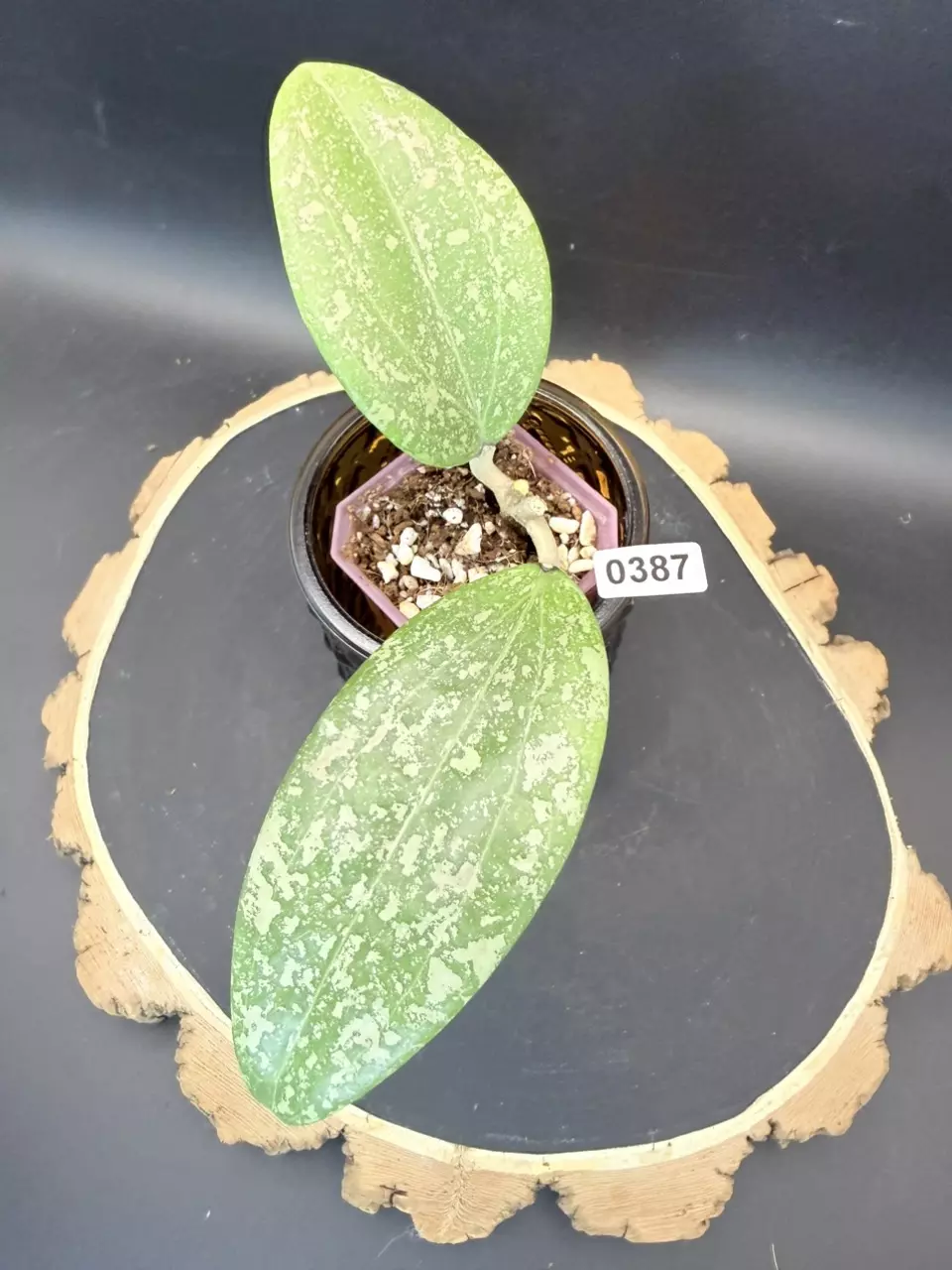 Hoya Wibergiae #387 thumbnail