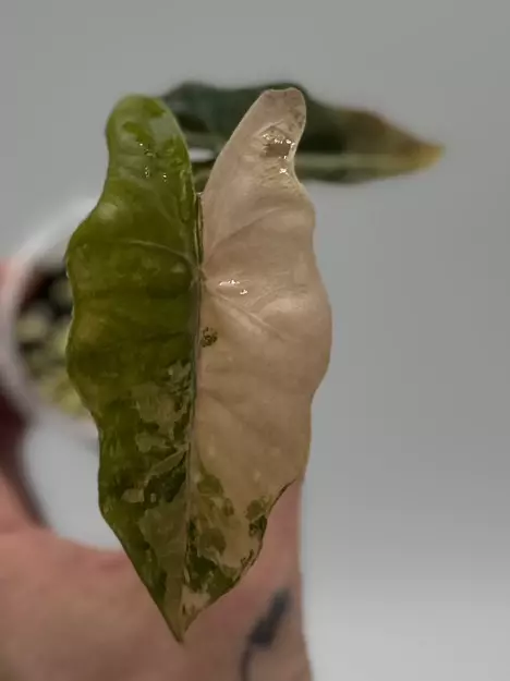 Alocasia Pseduo Sanderiana Bull Aurea thumbnail
