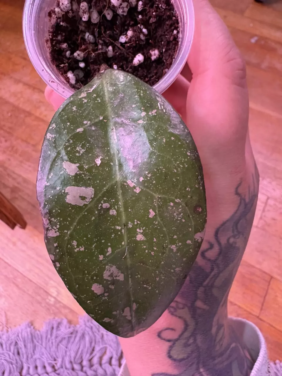 Hoya Bird of Paradise thumbnail