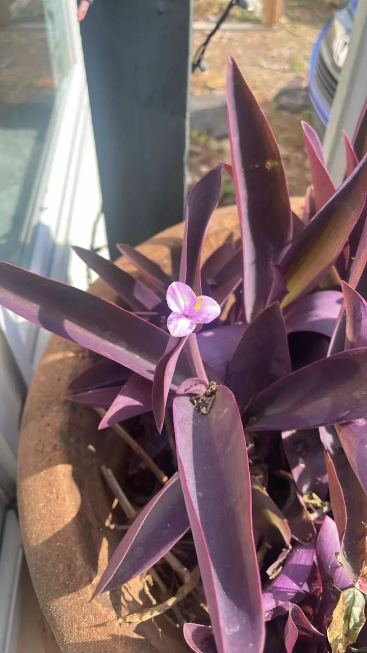BOGO Tradescantia Purple Heart 💜 thumbnail