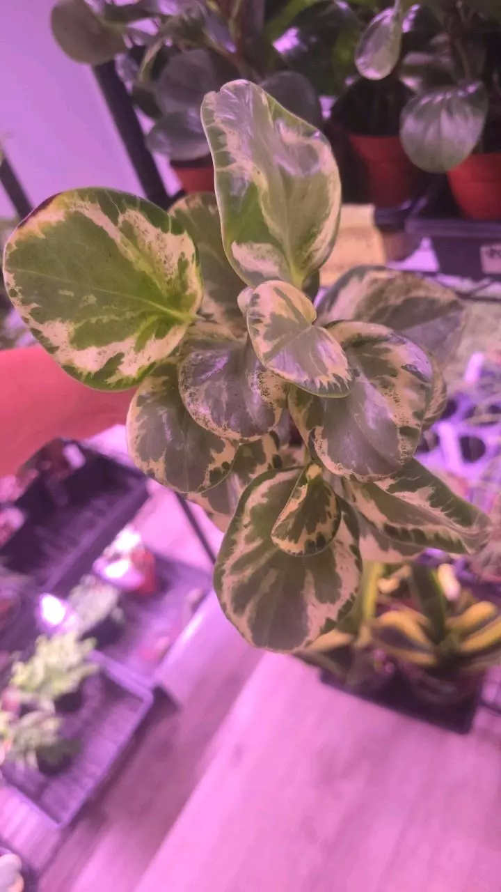 4in pep. golden gate thumbnail