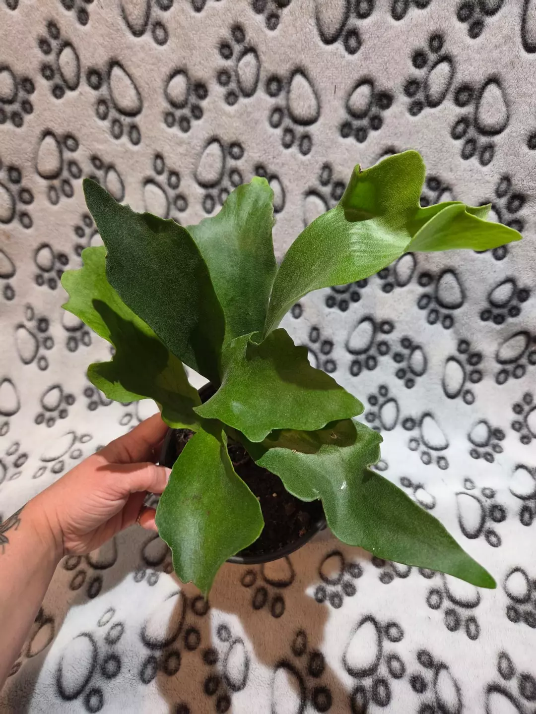 Staghorn Fern thumbnail