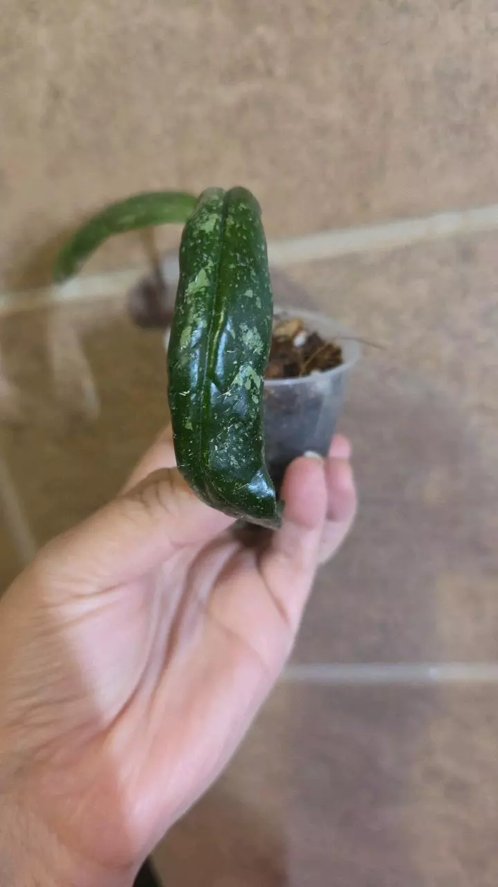 Hoya sp north Sumatra thumbnail