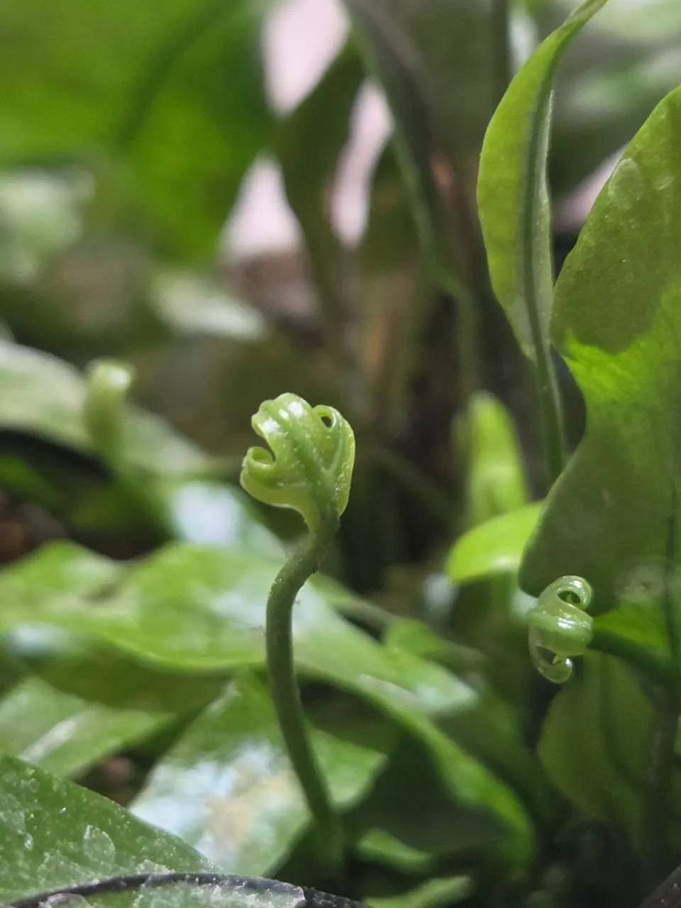 Kangaroo Paw Fern thumbnail