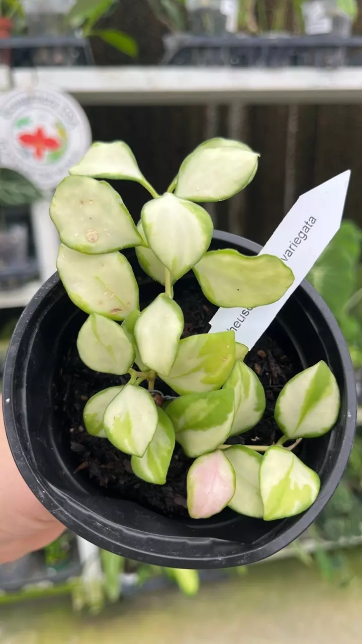 R609 Hoya heuschkeliana variegated thumbnail