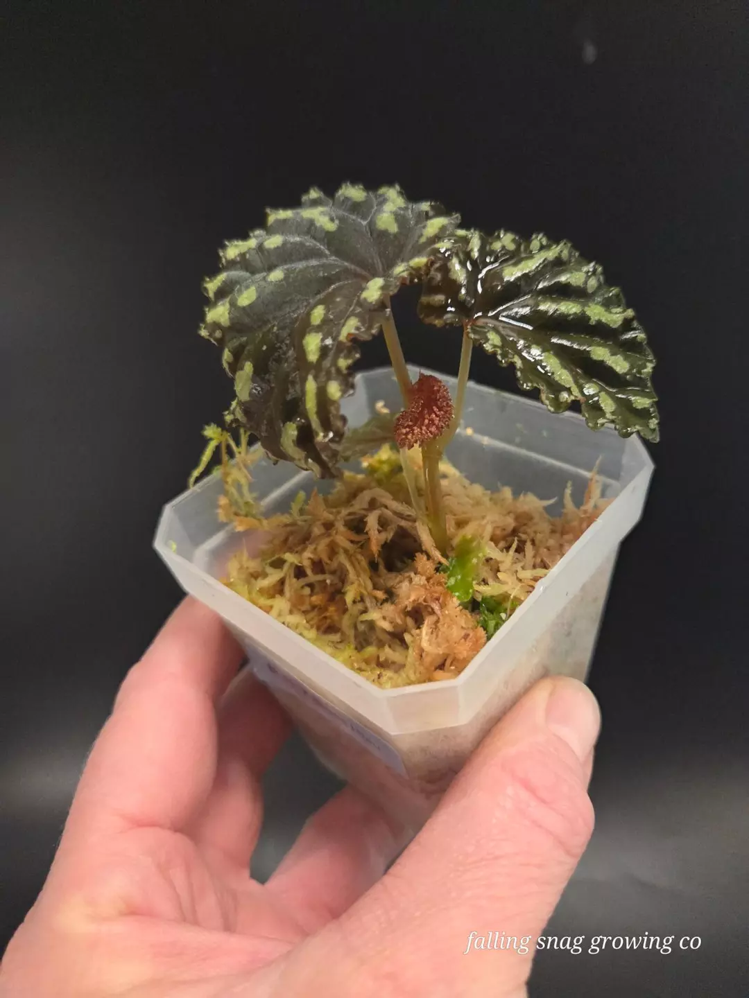 Begonia sp. Kapuas Hulu thumbnail