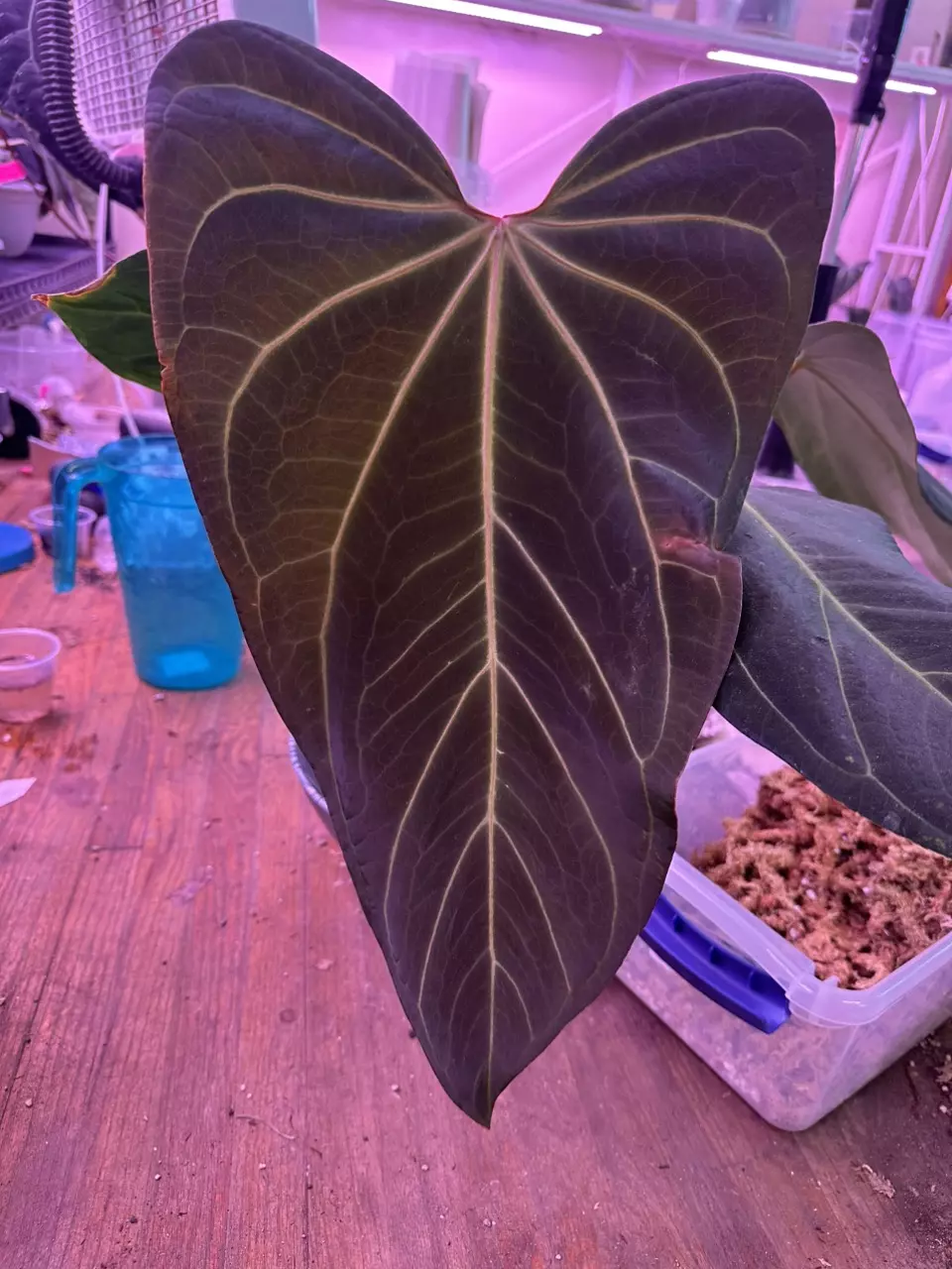 Anthurium Leland x AOS cutting! thumbnail