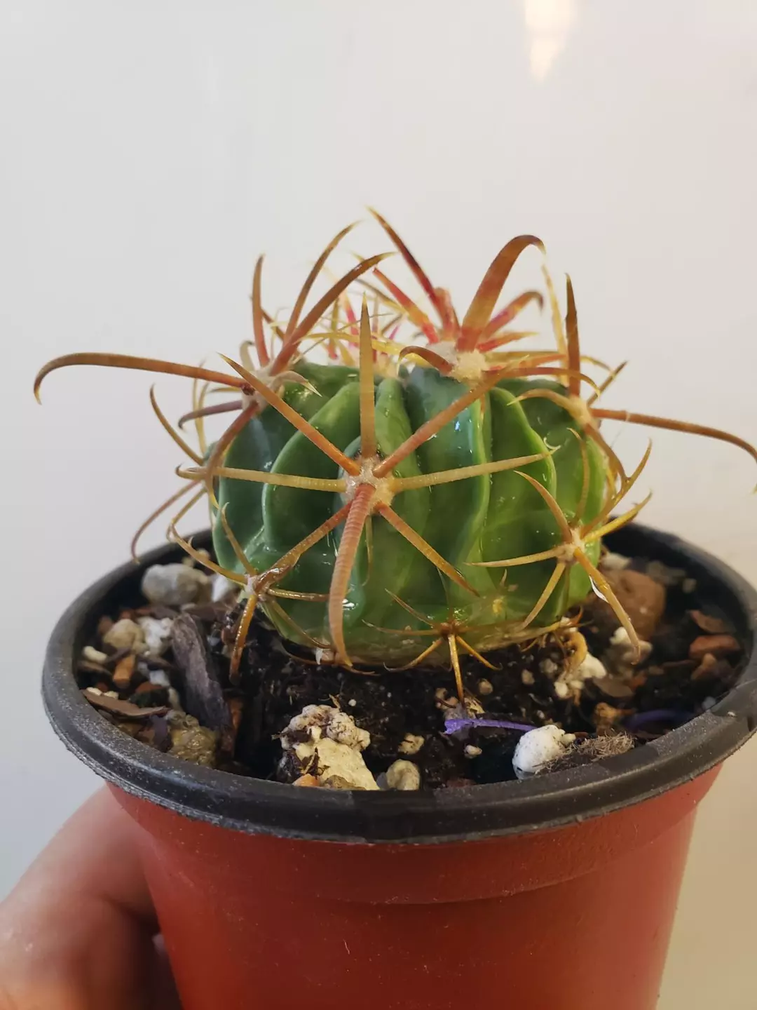 Fish hook cactus, fully rooted thumbnail