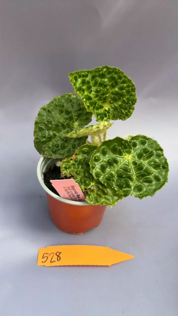 Begonia Ferox Green Form - 528 thumbnail
