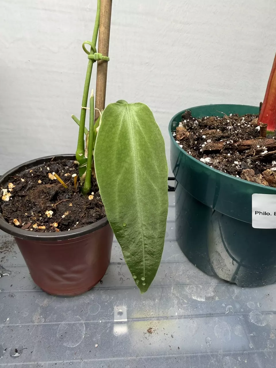Rehab Warco NEW Leaf and Strong Roots thumbnail