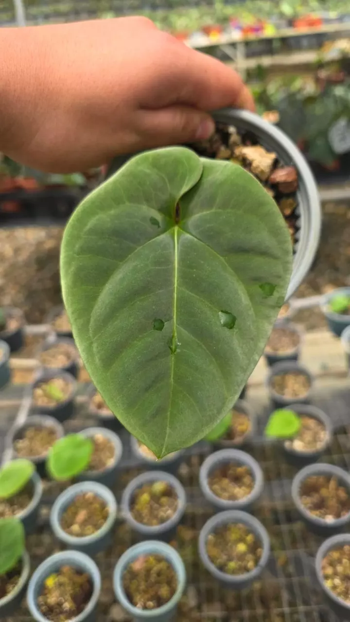 Anthurium dressleri • Round Form • BLIND PRESALE • 4-6 Inch Leaf thumbnail