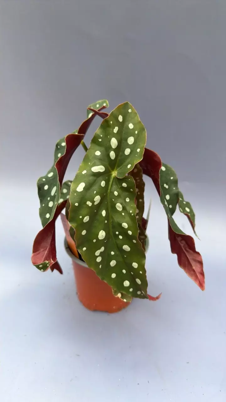 Begonia Maculata - 400 thumbnail
