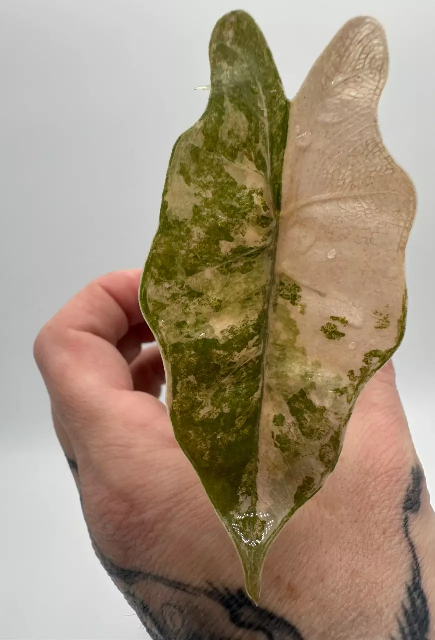 Alocasia pseudo Sanderiana Bull Aurea thumbnail
