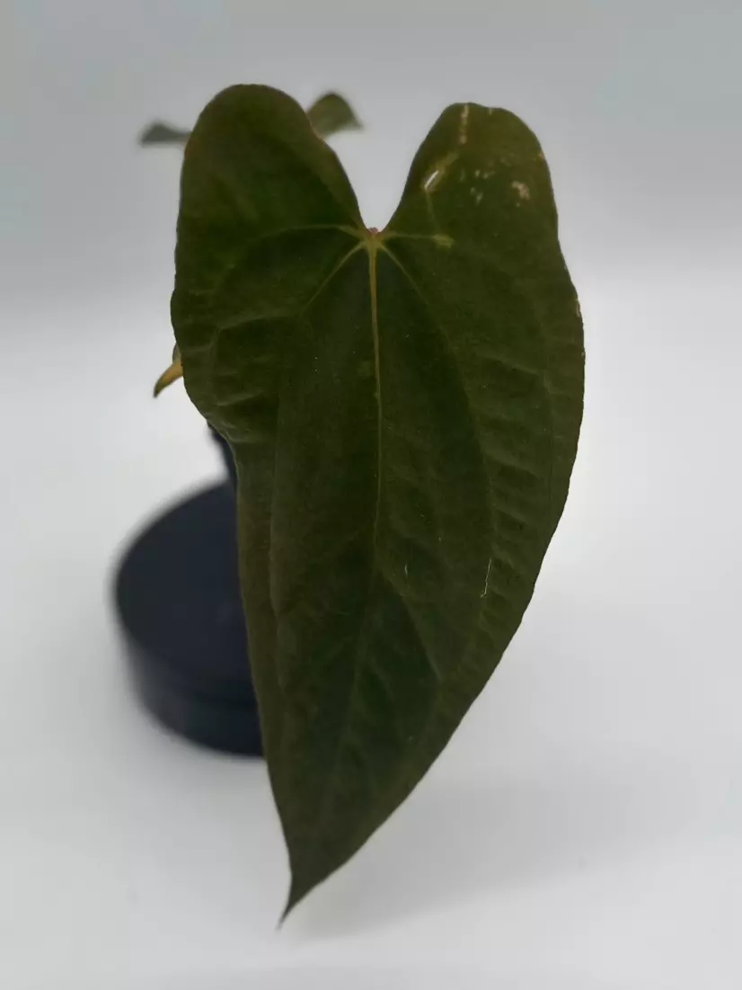 Anthurium NSE Port x Antolakii thumbnail