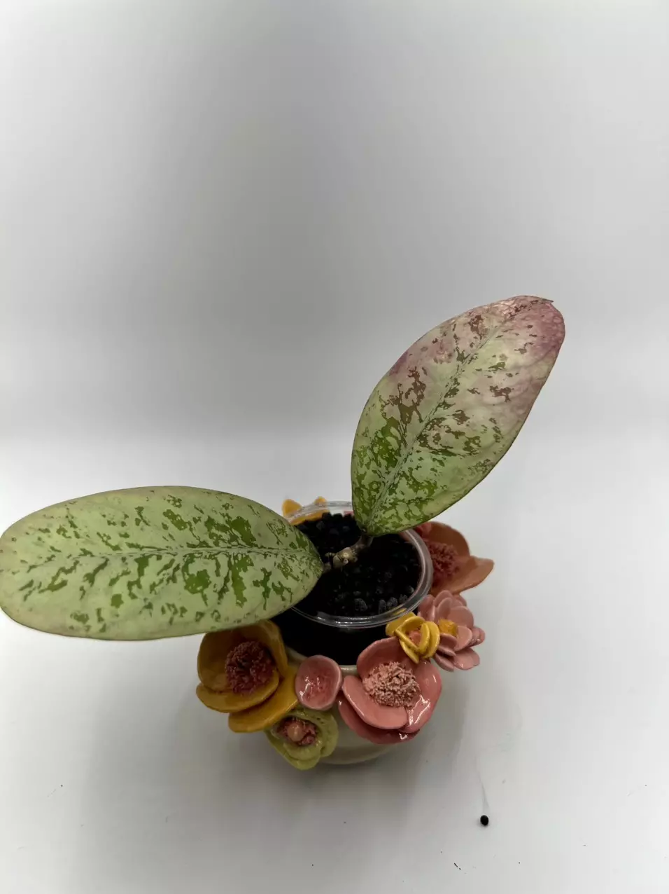 Hoya Lorelai (EPC 196 Mutation) thumbnail