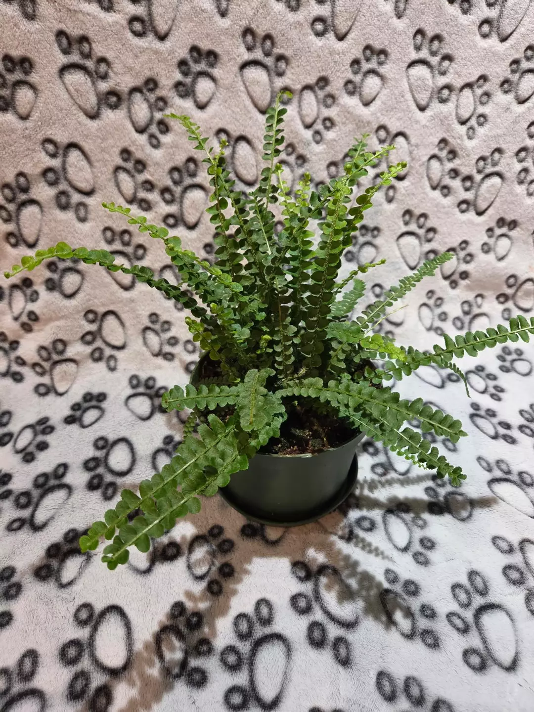 Lemon Button Fern thumbnail