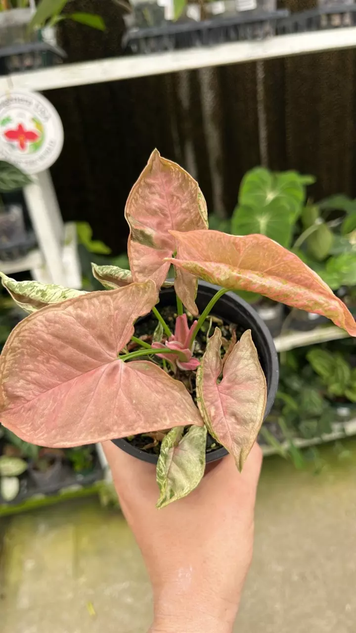 R616 Syngonium Pink Chameleon thumbnail