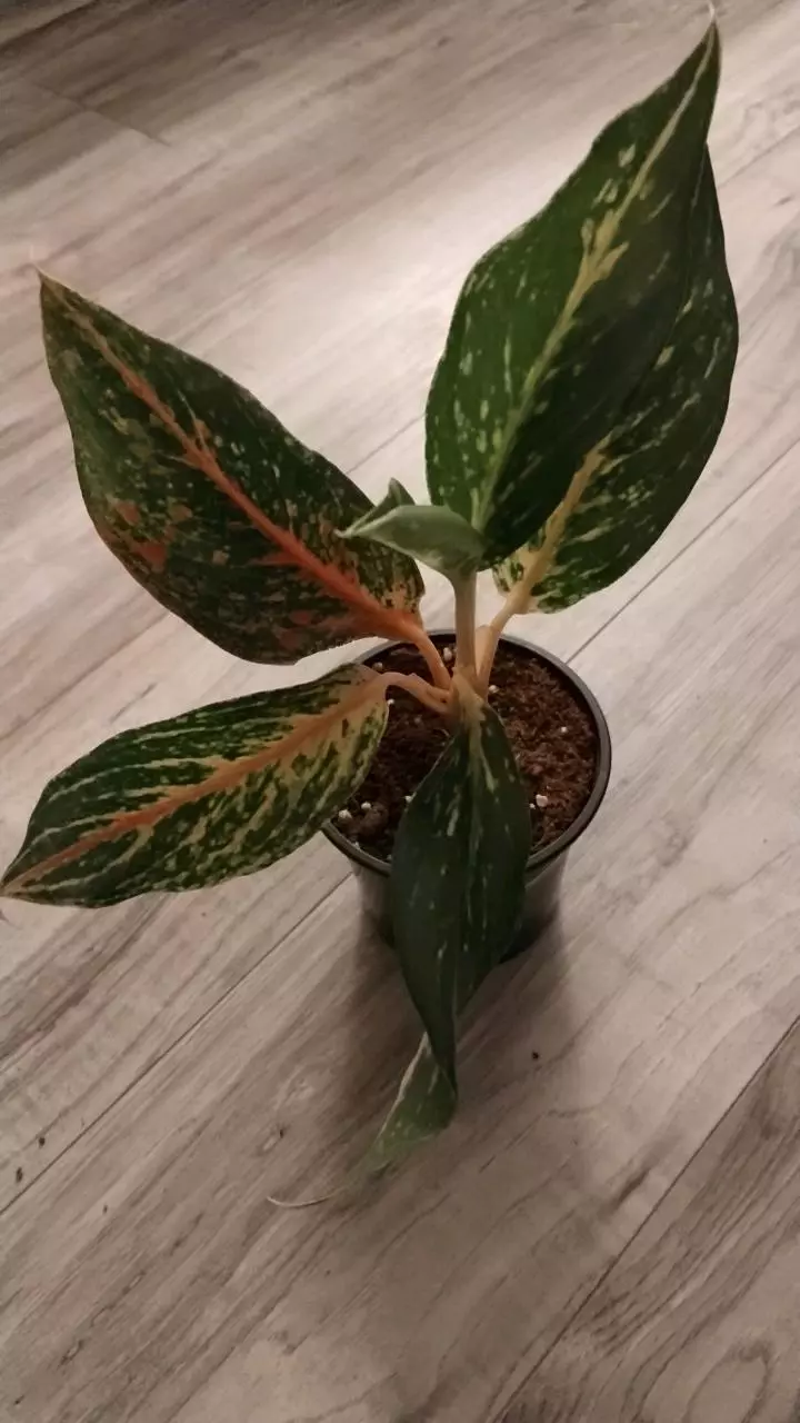 Sparkling Sarah aglaonema in a 4" pot thumbnail