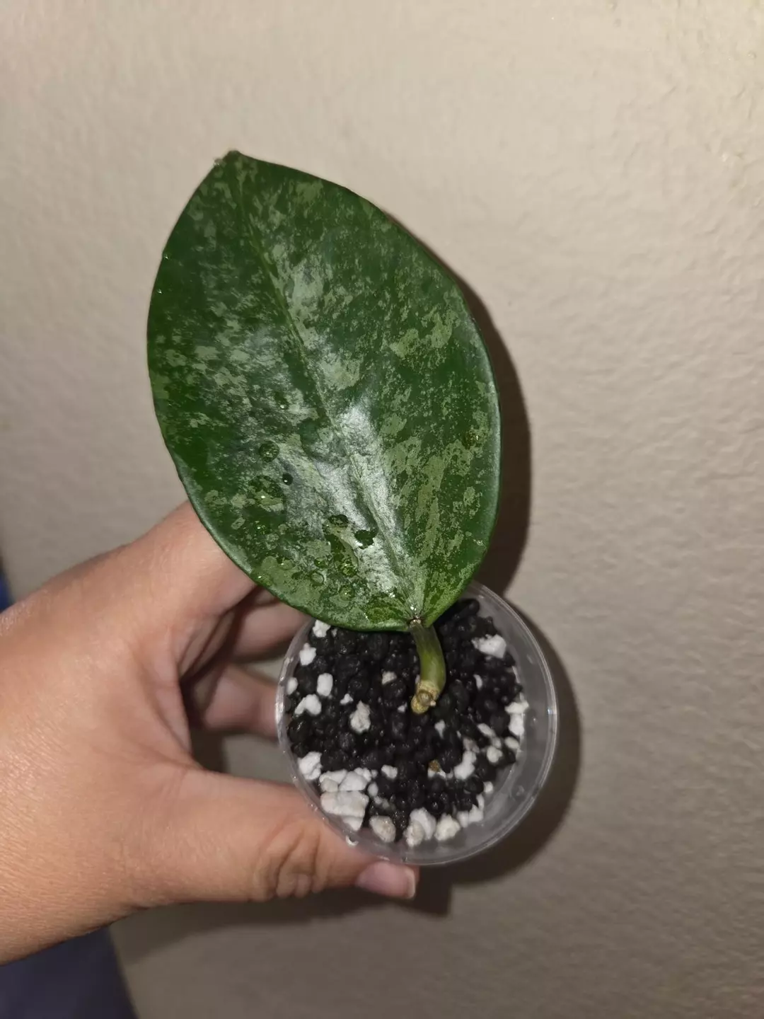 Hoya rime splash prop *lightly rooted* thumbnail