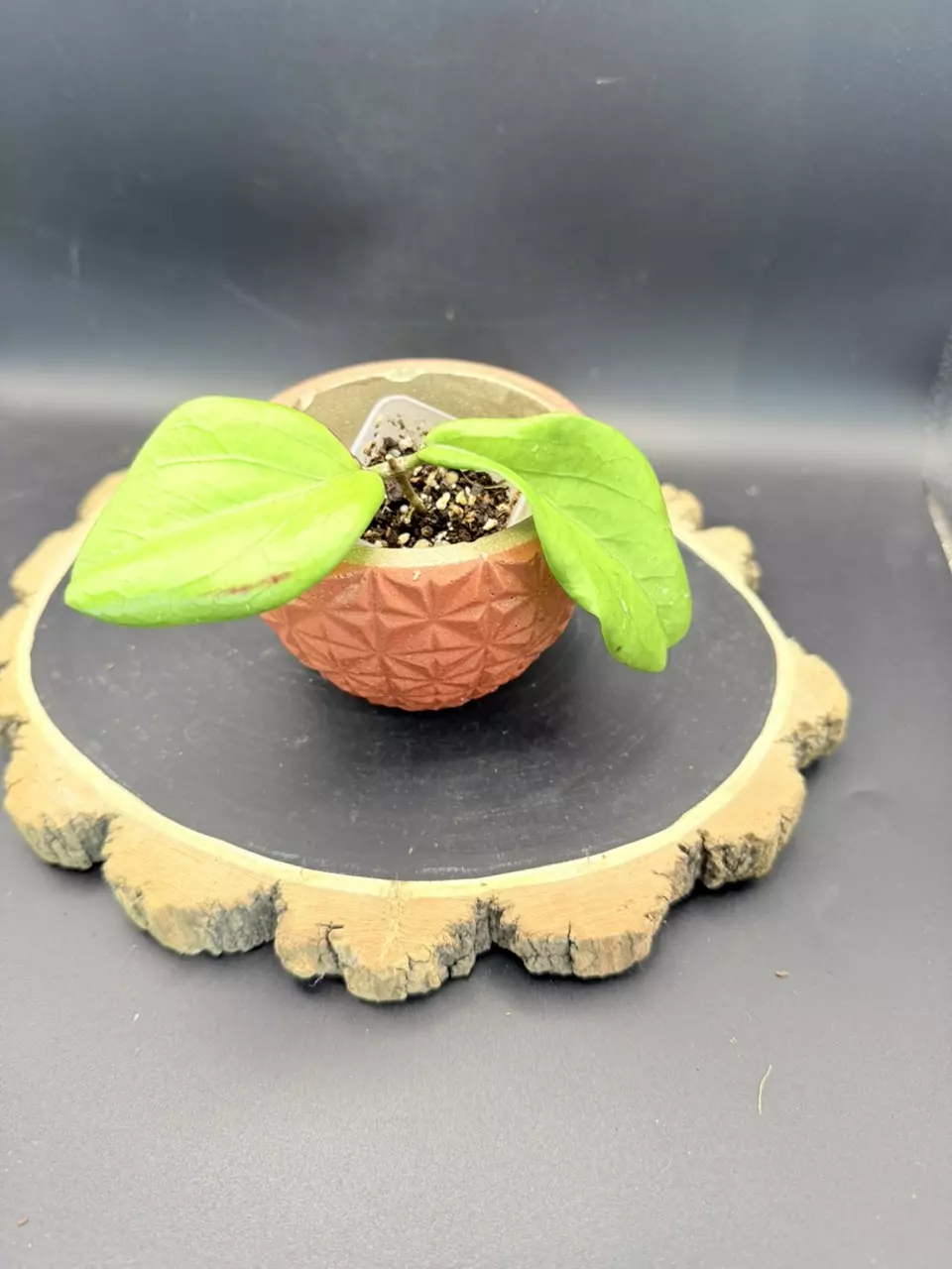 Hoya Erythrina Bajo #385 thumbnail