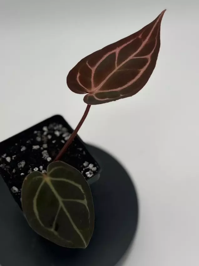 Anthurium Carlablackaie OG 1x5 x (Michelle x Zara) thumbnail