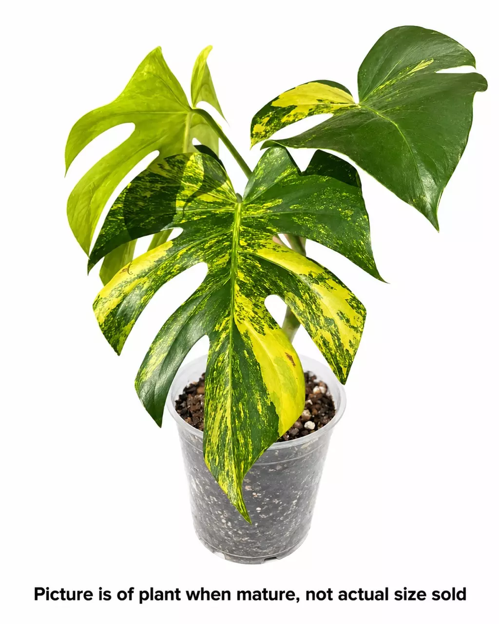 Monstera Deliciousa Yellow Marilyn Tissue Culture thumbnail
