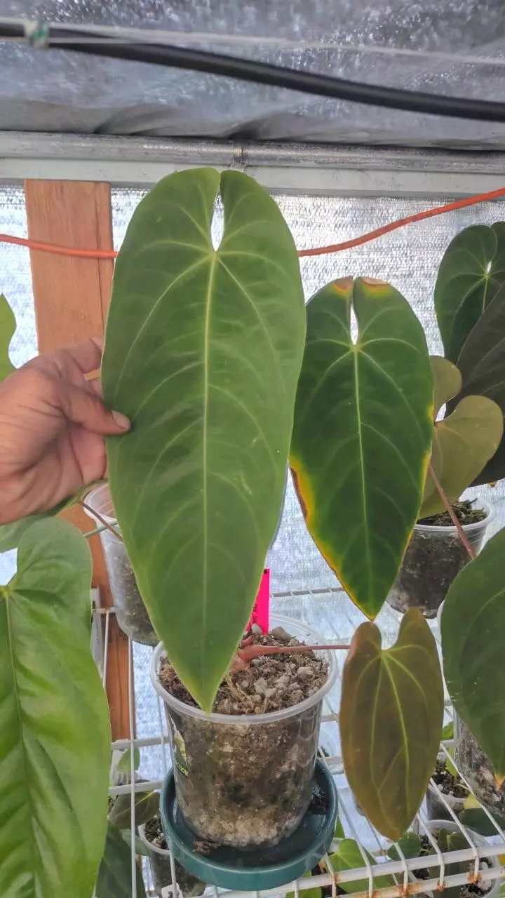 Anthurium Queremalense thumbnail