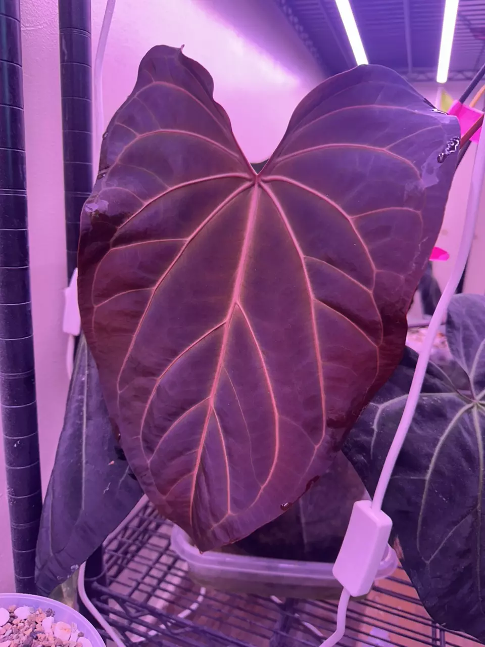 Anthurium blue velvet x AOS mid cut. 2 active growth points thumbnail