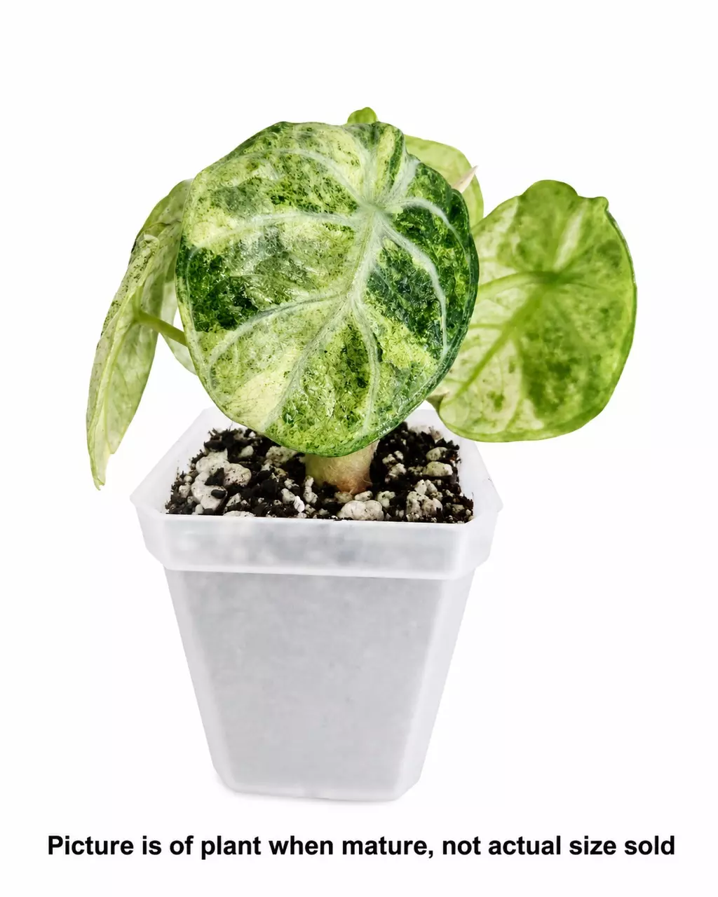 Alocasia Ninja Tricolor Tissue Culture thumbnail