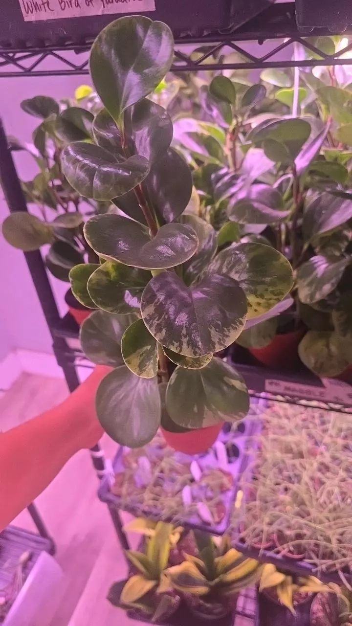 4in pep. marble thumbnail