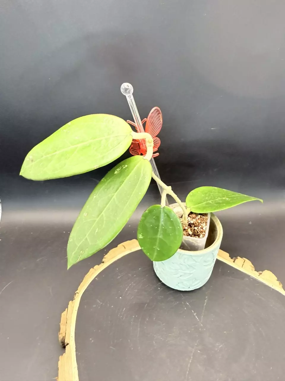 Hoya Verticillata “Red Leaves” #373 thumbnail