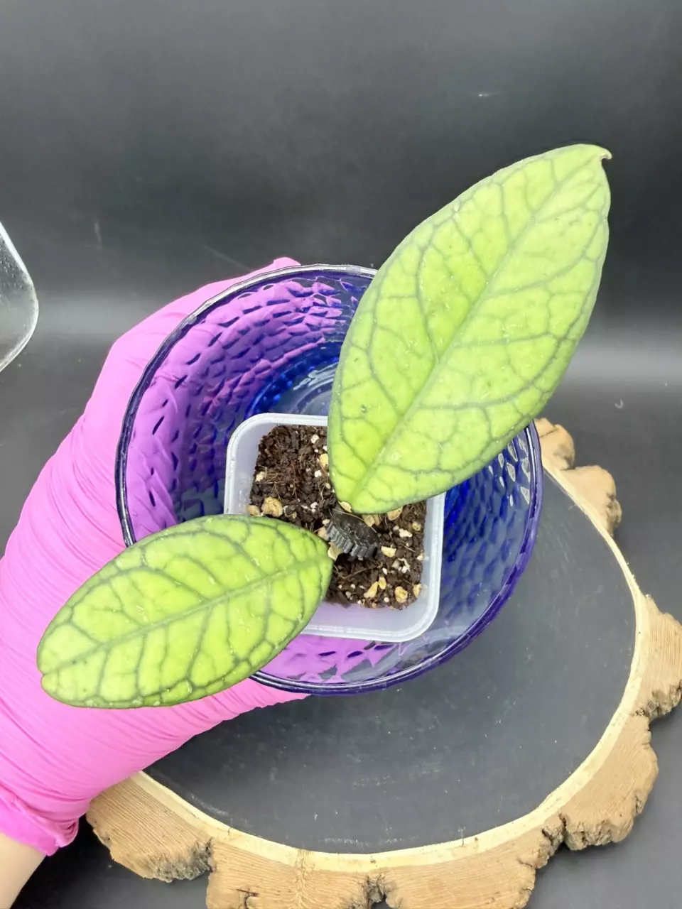 Hoya Desvouexensis x Crassipetiolata #389 thumbnail