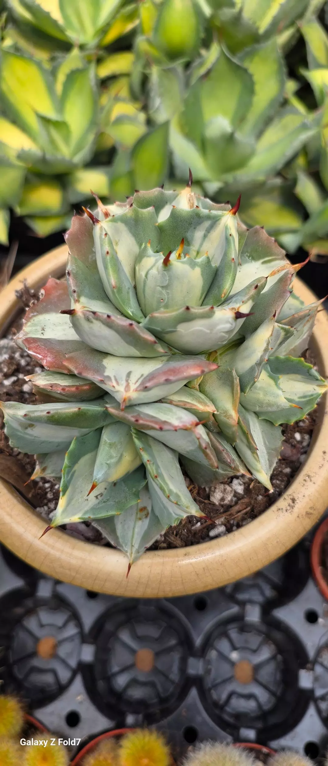 Agave isthmensis Ohi Raijin Shiro Nakafu thumbnail
