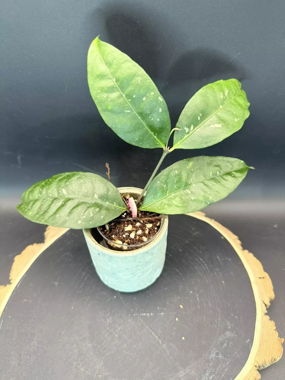 Hoya Amicalbilis #362 thumbnail