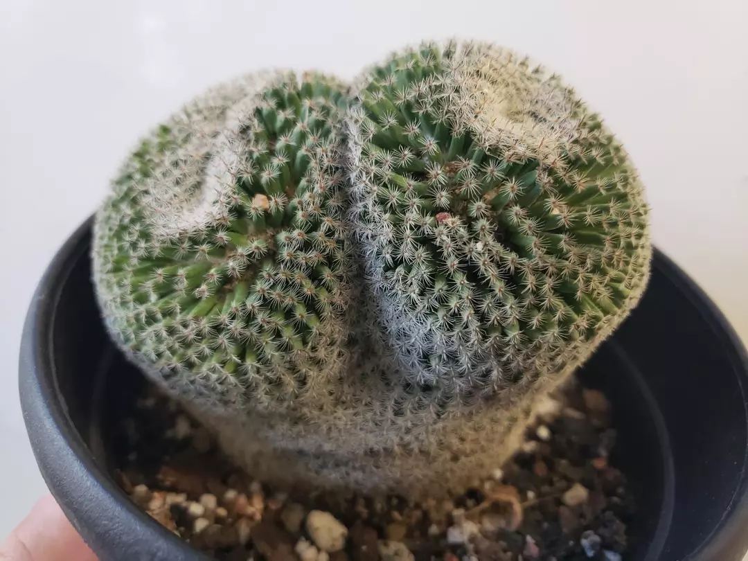Mammillaria perabella, width +4.5 inches, fully rooted thumbnail