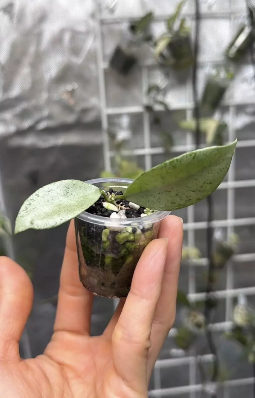 Hoya winter pandora thumbnail