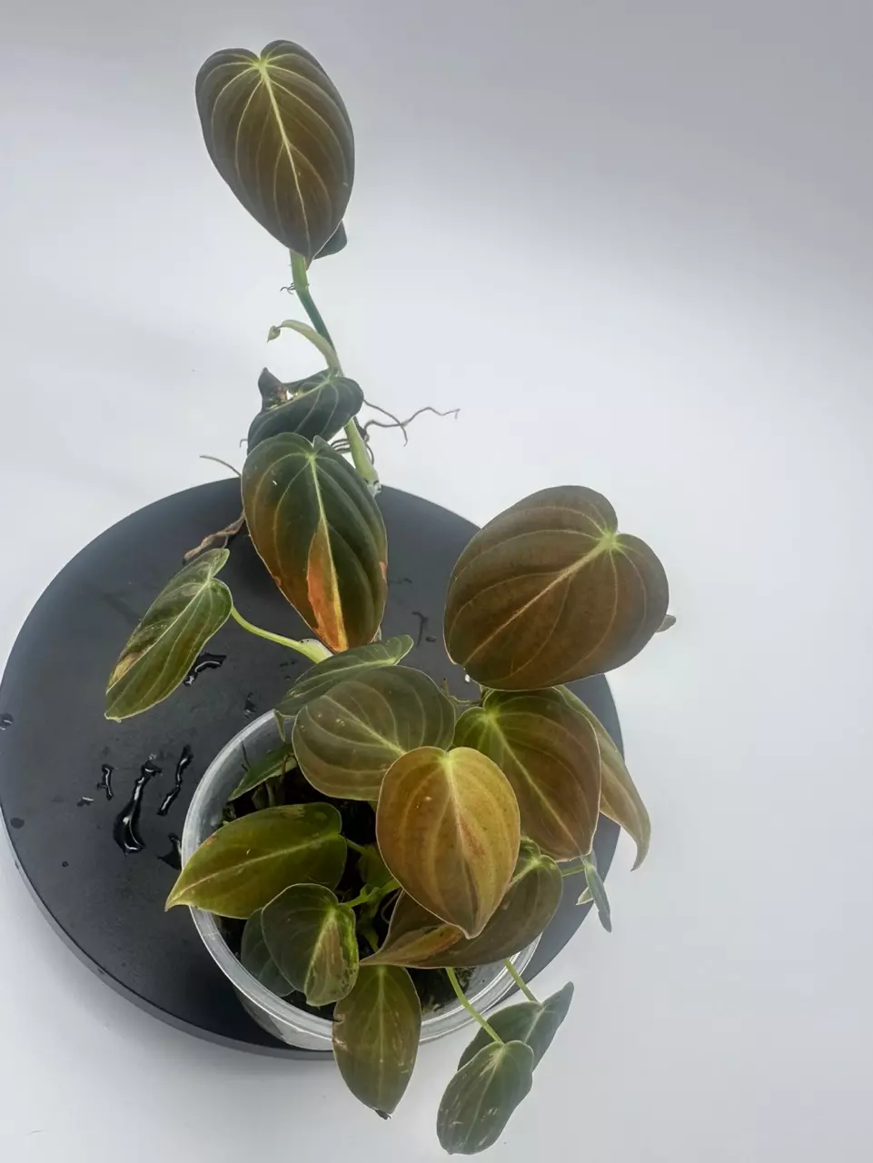 Philodendron Melanochrysom Variegated thumbnail