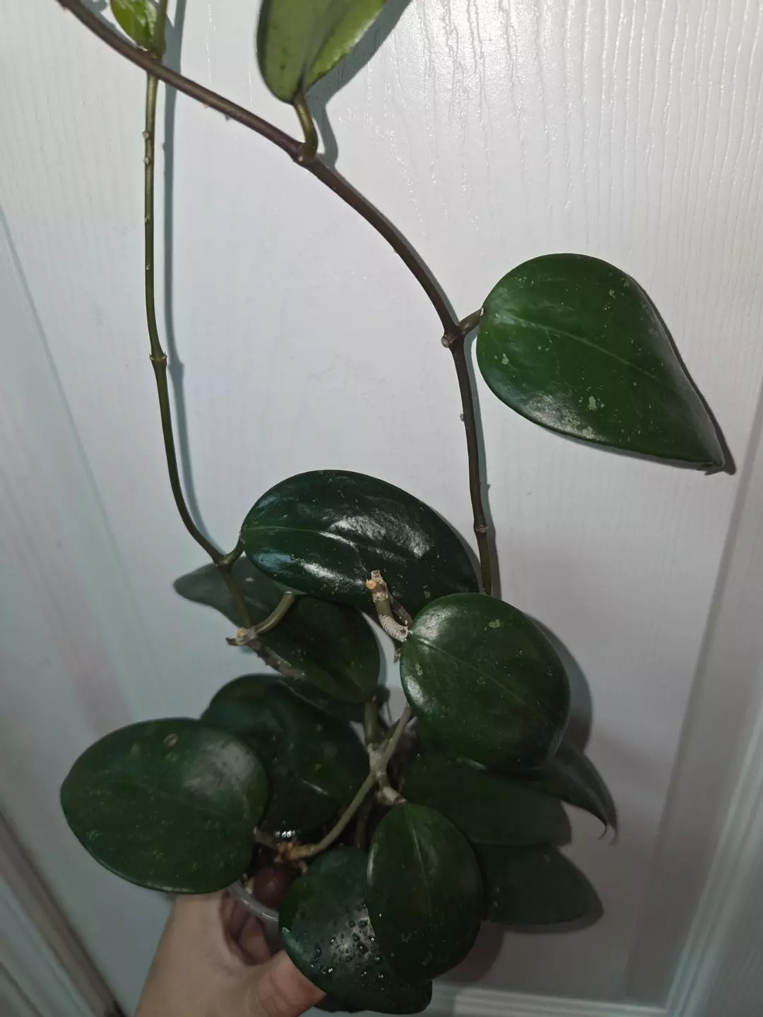 Hoya ah aurora rooted 3 plants thumbnail
