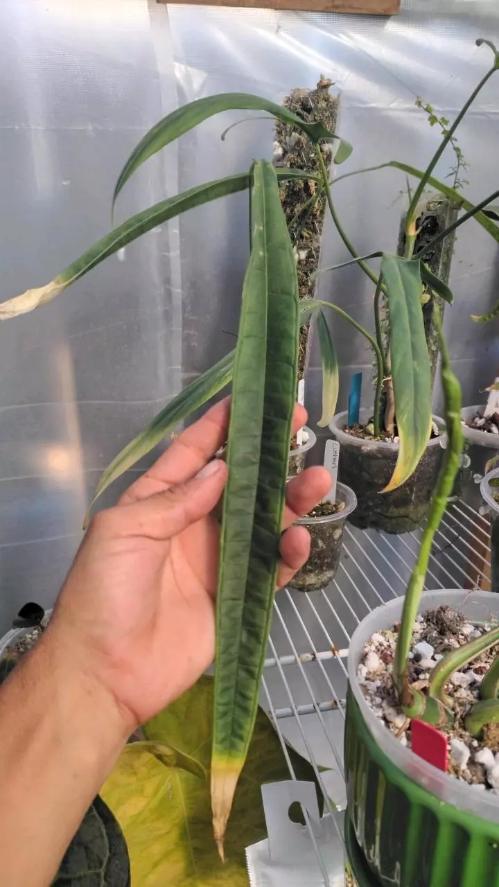 Anthurium lutheri cutting thumbnail