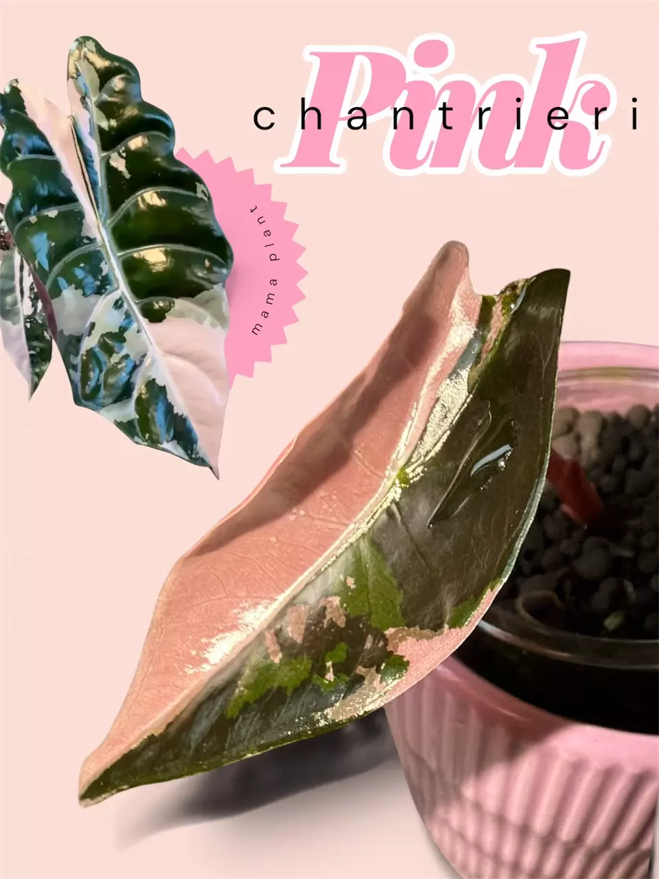 Pink chantrieri - half moon - rare variegated alocasia thumbnail