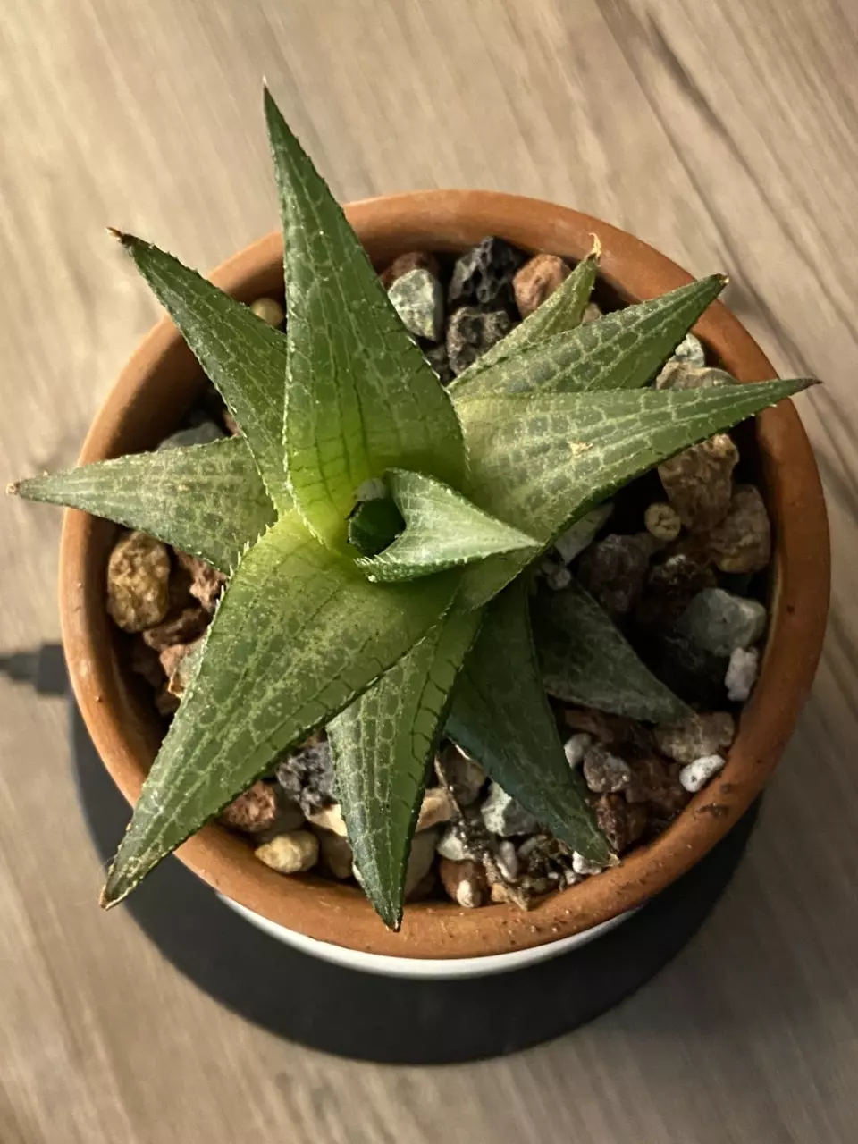 Haworthiopsis tessellata 3” Pot thumbnail